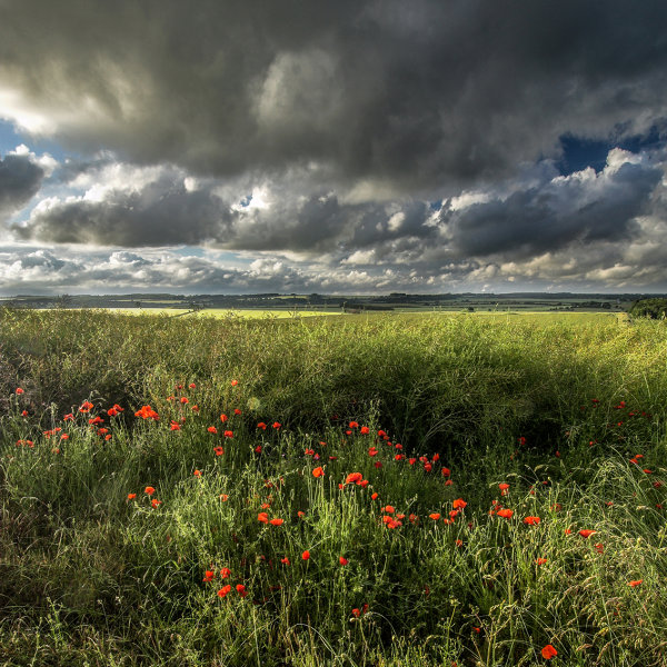Ackling Dyke, Poppies