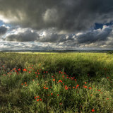 Ackling Dyke, Poppies