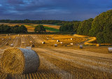 Gaunts Common Harvest