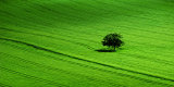Hambledon Hill