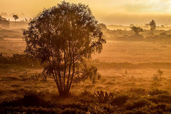 Mannington Heath, Sunrise