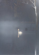 Moors Valley