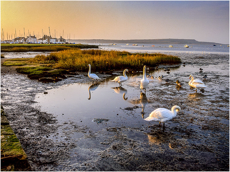 Mudeford Swans