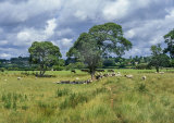 Stour Meadows, Corfe Mullen