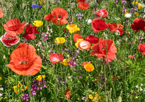 Wild Flowers, Corfe Mullen