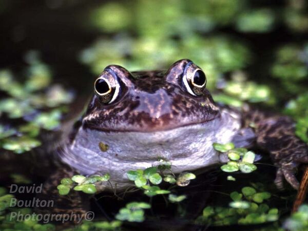 Common Frog, smiling in duckweed