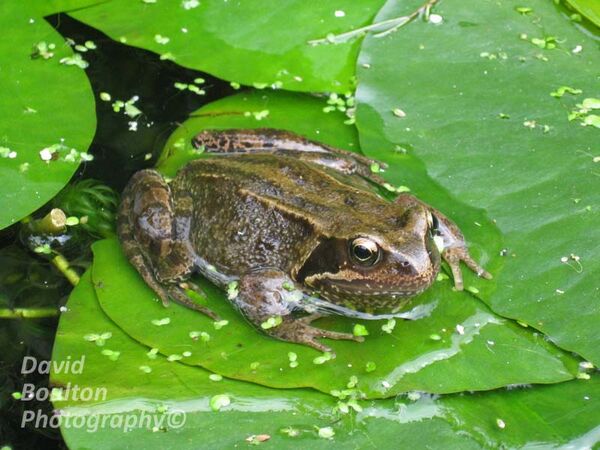 Common Frog on waterlily leaf