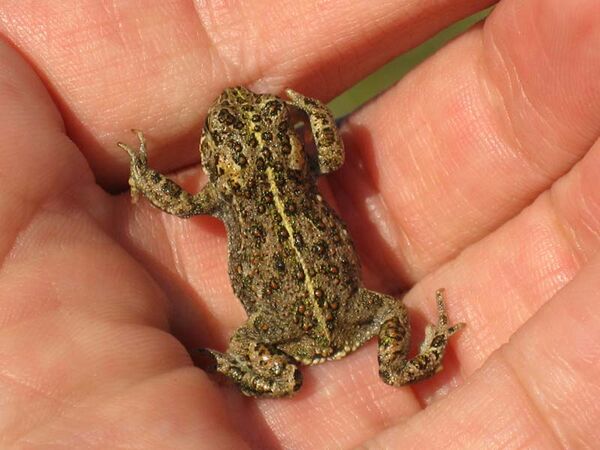 Natterjack toad