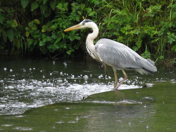 Heron