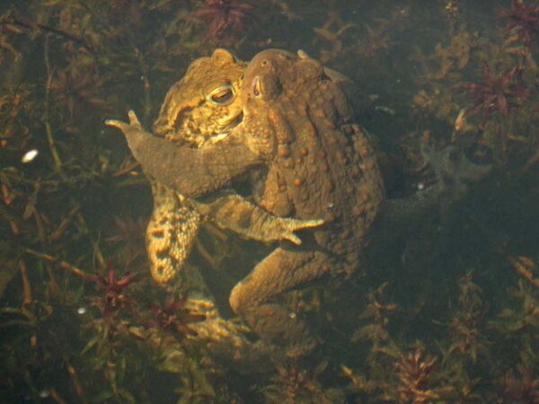 Cuddling toads!