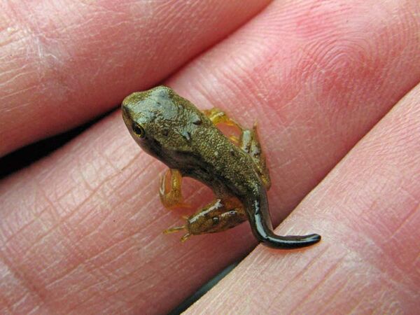 Tiny froglet in the hand
