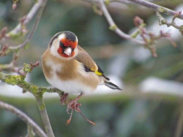 Goldfinch