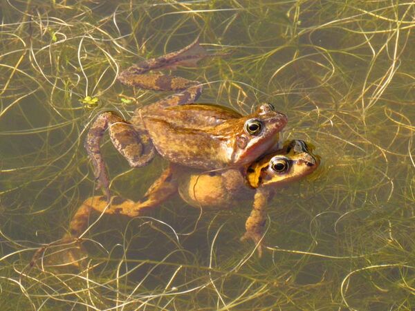 Mating frogs
