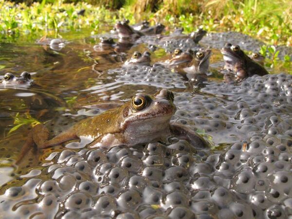 Spawning frogs