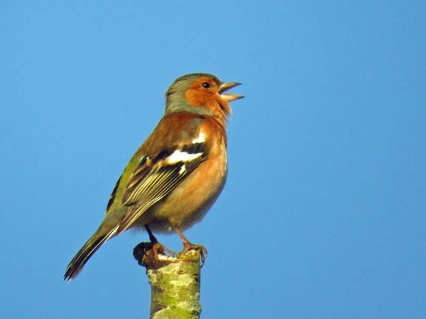 Chaffinch