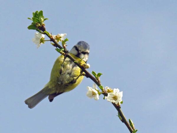Blue tit