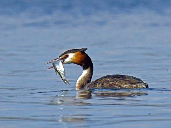 Great-crested Grebe (with fish)