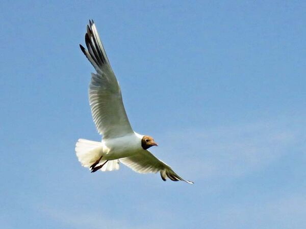 Black-headed gull