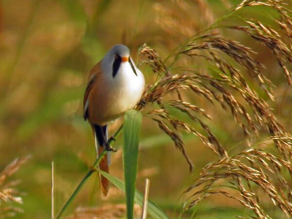 Bearded tit