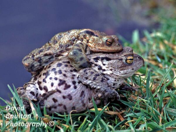 Frog on Toad!