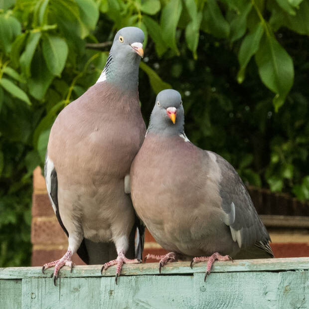 On the Fence (2026 Week 22)