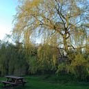 Black Dam Ponds