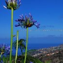 Madeira