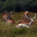 New Forest Deer