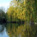 Black Dam Ponds