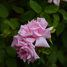 At Mottisfont Rose Garden