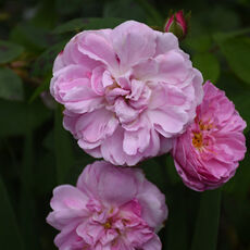 At Mottisfont Rose Garden