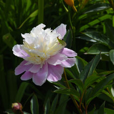 At Mottisfont Rose Garden