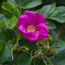 At Mottisfont Rose Garden