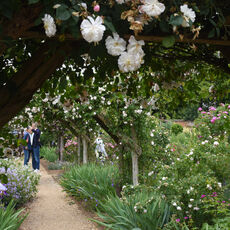 At Mottisfont Rose Garden