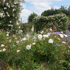 At Mottisfont Rose Garden