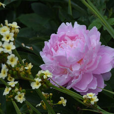 At Mottisfont Rose Garden