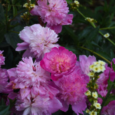 At Mottisfont Rose Garden