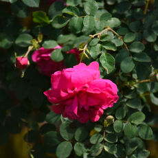 At Mottisfont Rose Garden