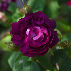 At Mottisfont Rose Garden