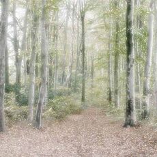 Autumn at the Spinney (2025 Week 46)