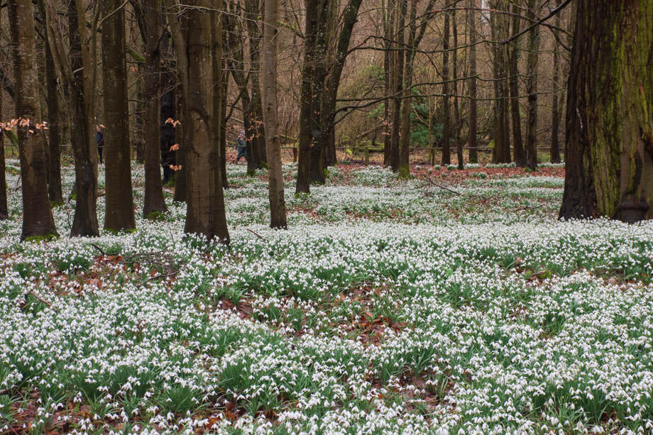 Snowdrop Woods at Welford Park (2026 Week 7)