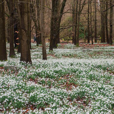 Snowdrop Woods at Welford Park (2026 Week 7)