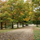 Petworth House Park