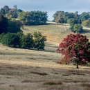 Petworth House Park