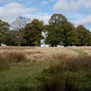 Petworth House Park