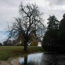 The Lake at Petworth House