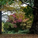 Petworth House Park