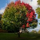 Autumn Colour