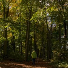 A Walk in the Woods