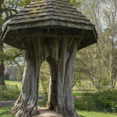 The Hollow Tree